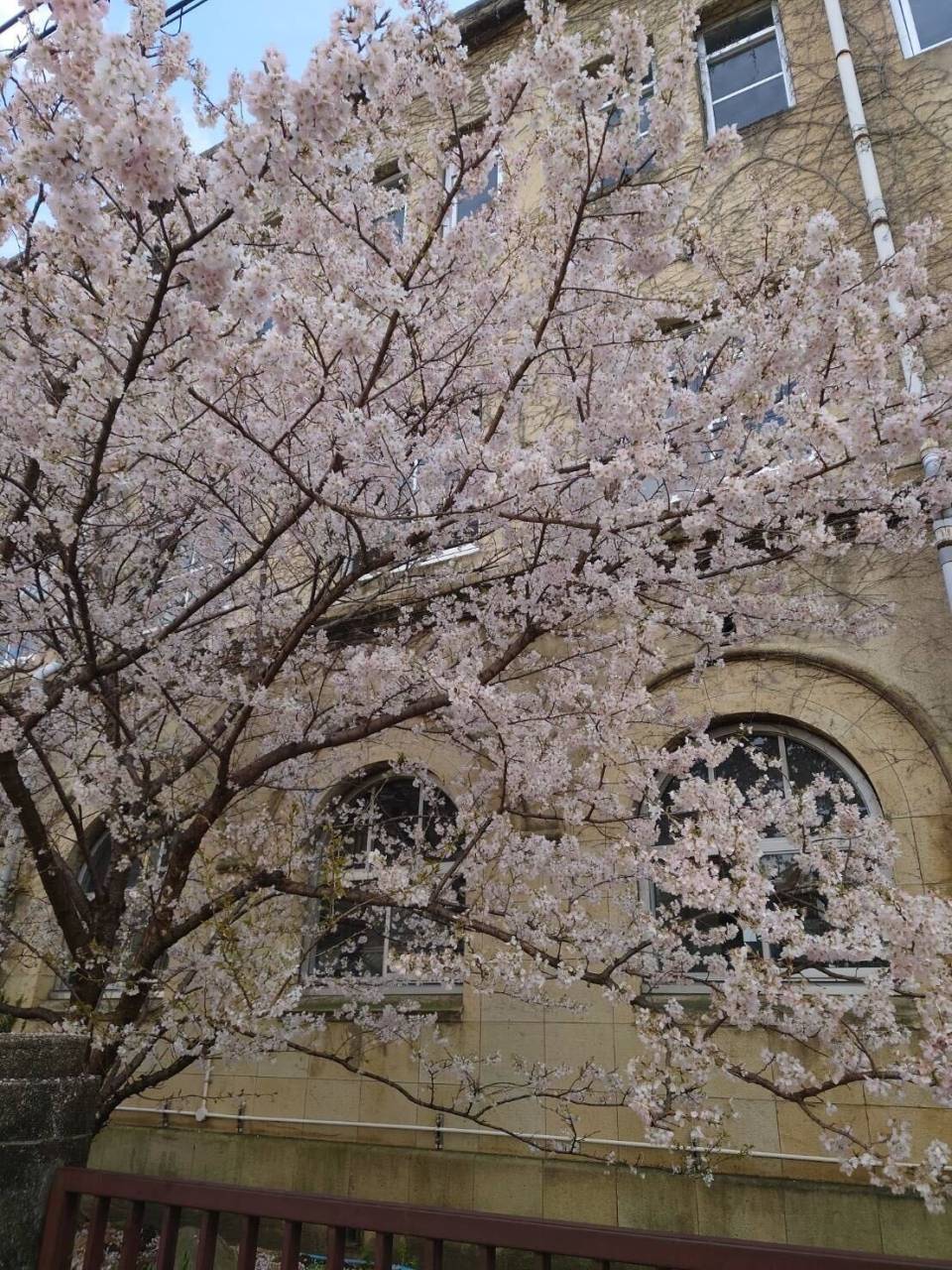 京都はサクラがちらほら🌸